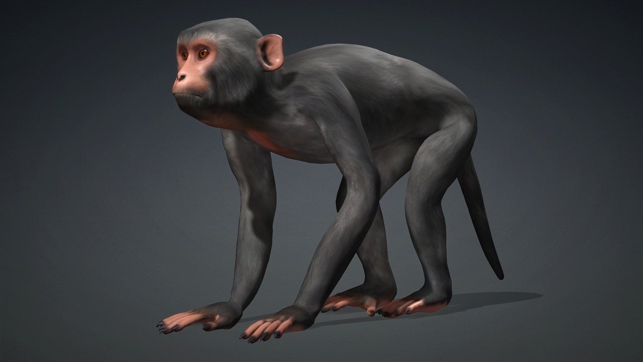 Singe sentinelle perché dans la canopée