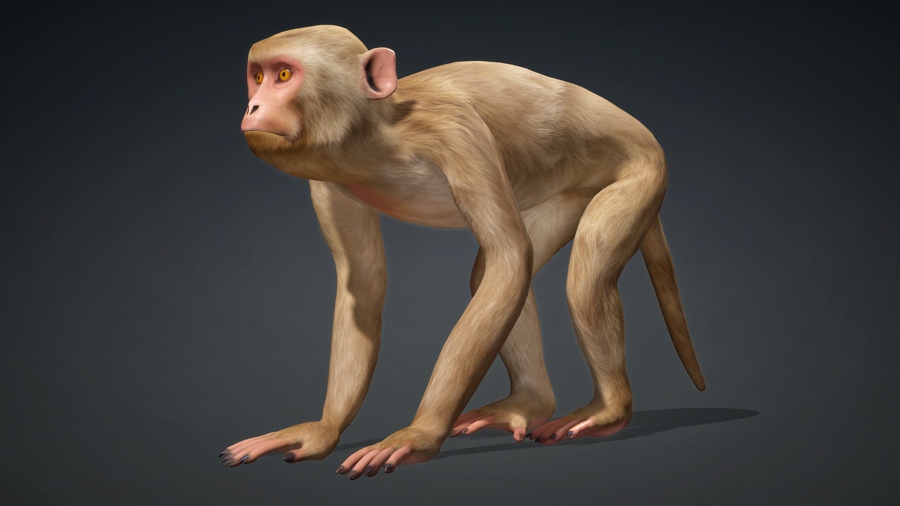 Singe Arcaniste manipulant une branche runique