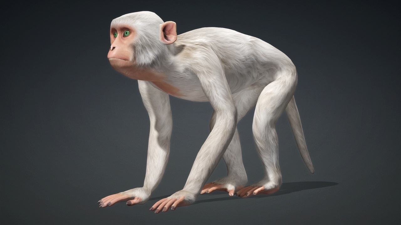 Singe Stratège observant la jungle