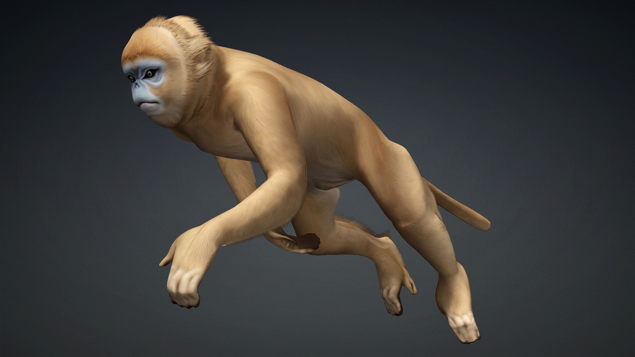 Singe Médecin préparant des plantes